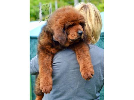 Θιβετιανά κουτάβια Mastiff